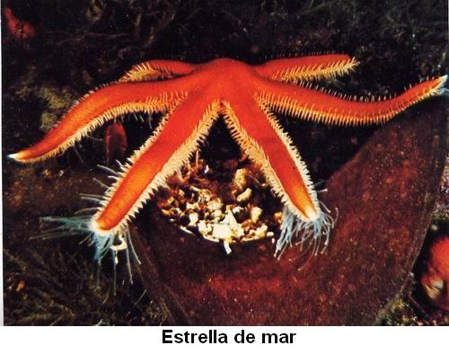 Estrella de mar.jpg